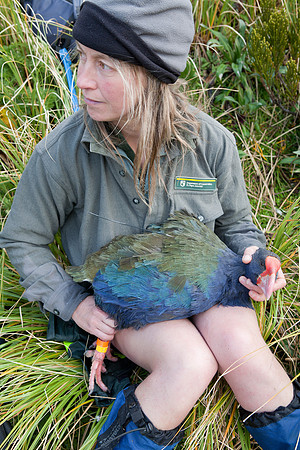 Adult takahe in hand 4