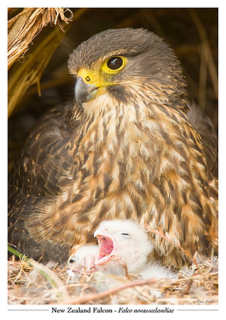 New Zealand Falcon