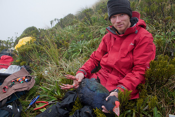 Adult takahe in hand 2