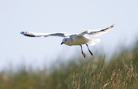 Black-billed Gull 1