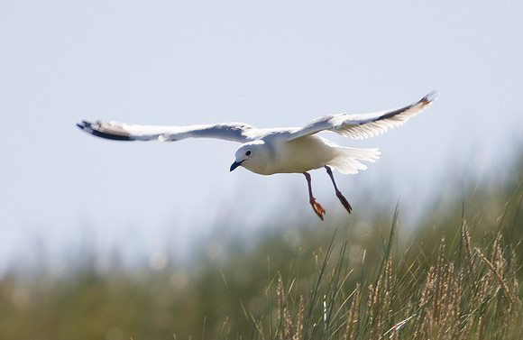 Black-billed Gull 1