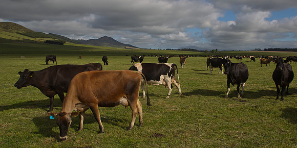 Dairy cows on the Southland Plains 3