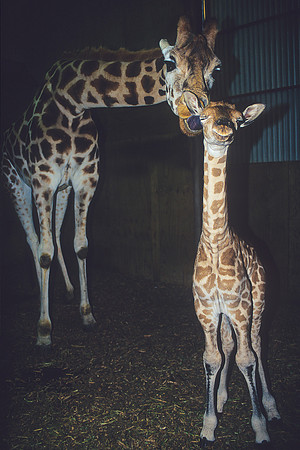 Rothchilds giraffe 5
