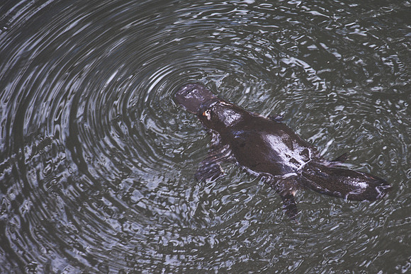 Platypus 1