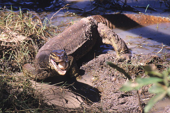 Mertens’ Water Monitor 2