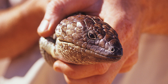 Western Shingleback 1