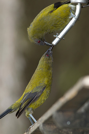 Bellbirds at feeder