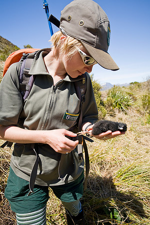 Department of Conservation staff carrying out annual takahe popu