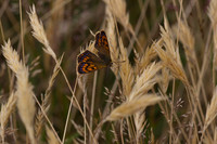 Butterfly on grass seed head 5