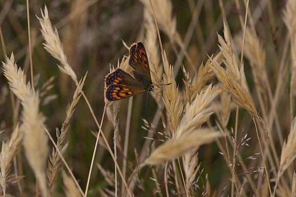 Butterfly on grass seed head 5