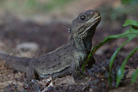 Tuatara 22