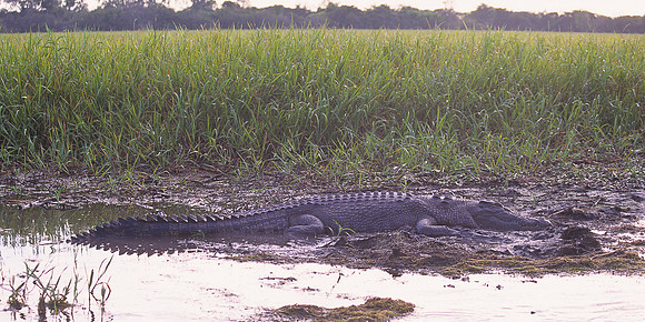 Saltwater Crocodile 3