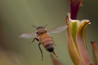 Honey bee in flight 1