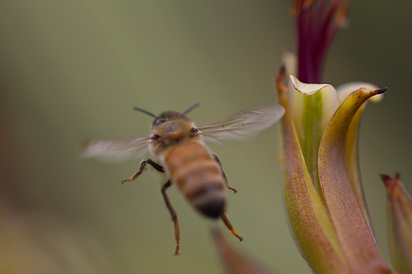 Honey bee in flight 1