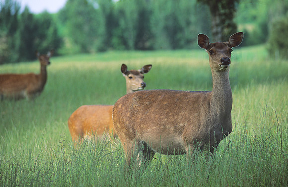 Fallow Deer 1