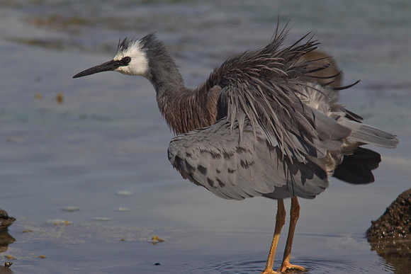 White-faced Heron 12