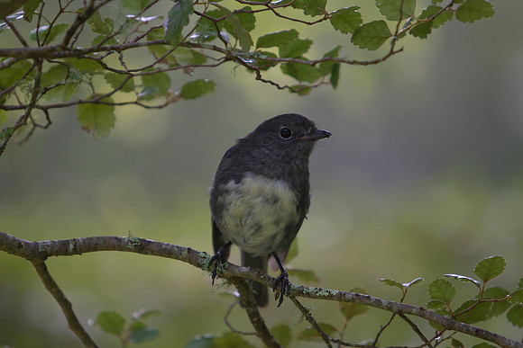 South Island Robin 9