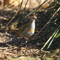 Buff-banded Rail 1