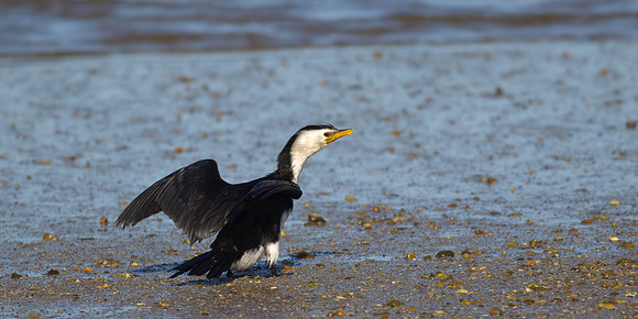 Little Shag 2