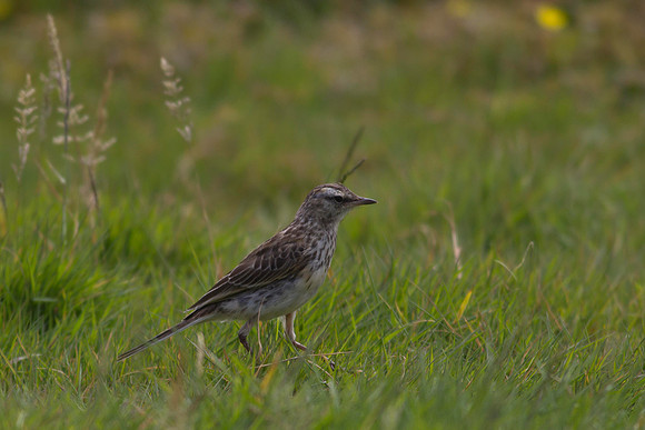 New Zealand Pipit 3