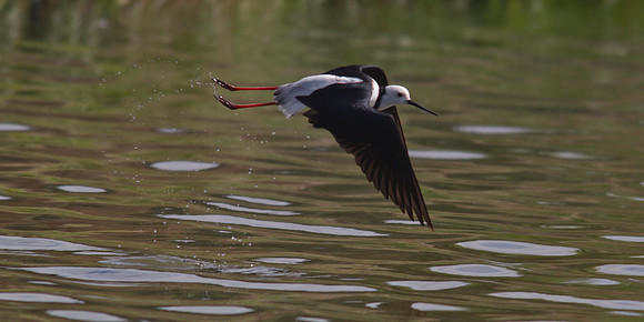 Pied Stilt 8