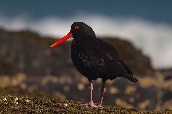 Variable Oystercatcher 19