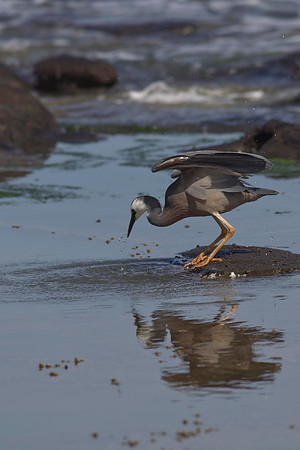 White-faced Heron 6