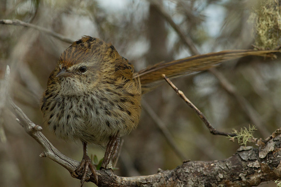 Fernbird 16