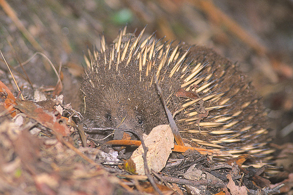 Short-beaked Ecidna 2