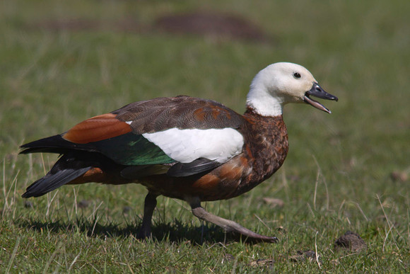 Paradise Shelduck 1