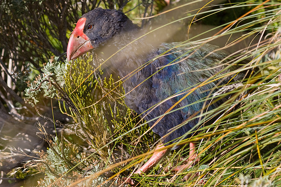 Takahe 23