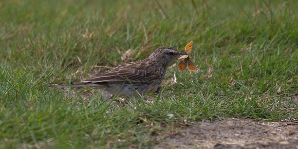 New Zealand Pipit 5