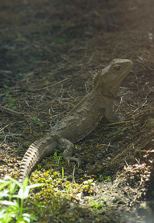 Tuatara 4