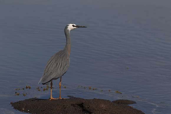 White-faced Heron 2