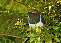 New Zealand Pigeon 3