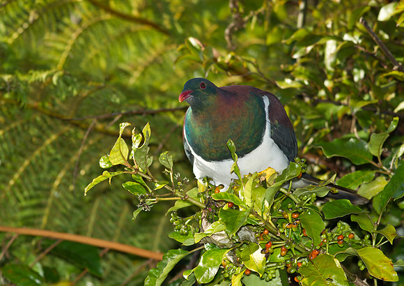 New Zealand Pigeon 3