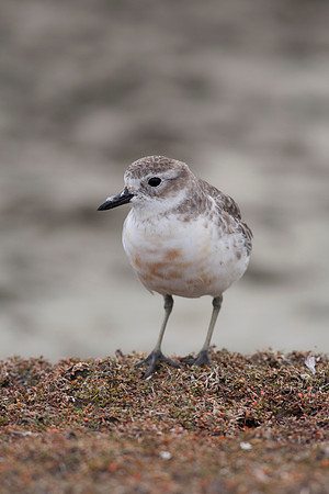 New Zealand Dotteral 7