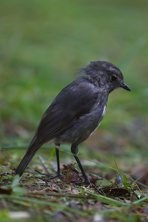 South Island Robin 2