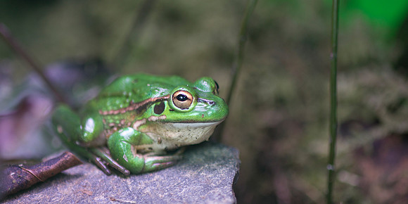 Southern Bell Frog 1