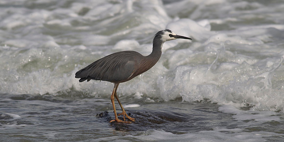 White-faced Heron 11