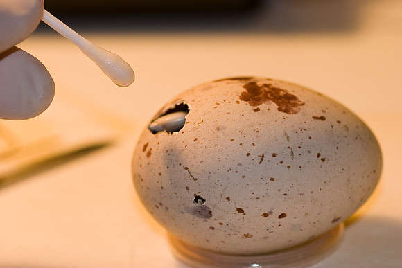 Takahe egg incubation at the takahe rearing unit, Southland