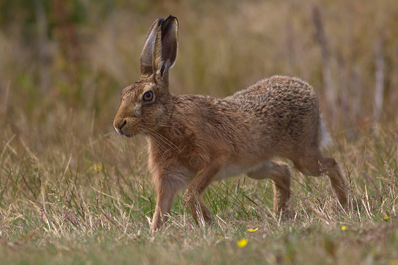 European Hare 3
