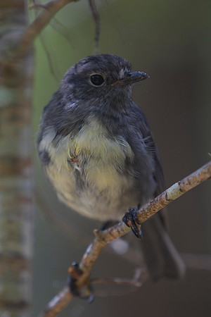 South Island Robin 6