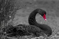 Black Swan 10