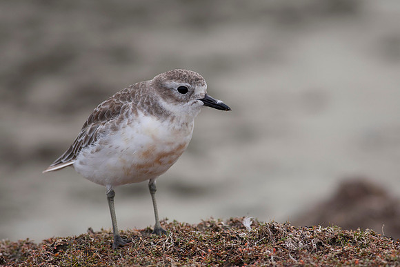 New Zealand Dotteral 8
