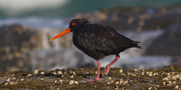 Variable Oystercatcher 18