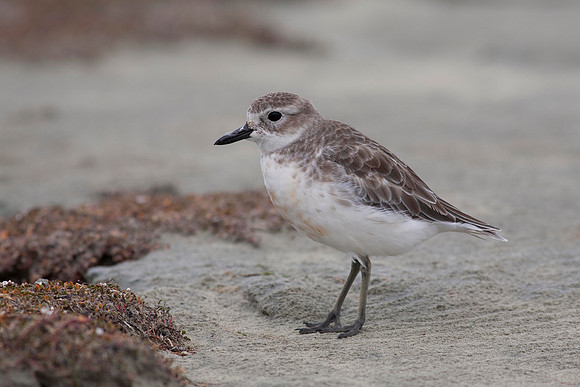 New Zealand Dotteral 9