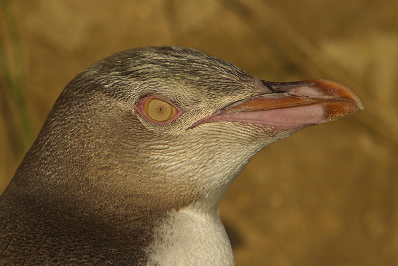 Yellow-eyed Penguin 16