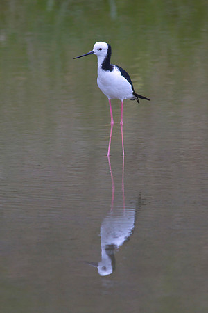 Pied Stilt 6