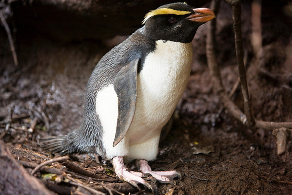 Fiordland Crested Penguin 1